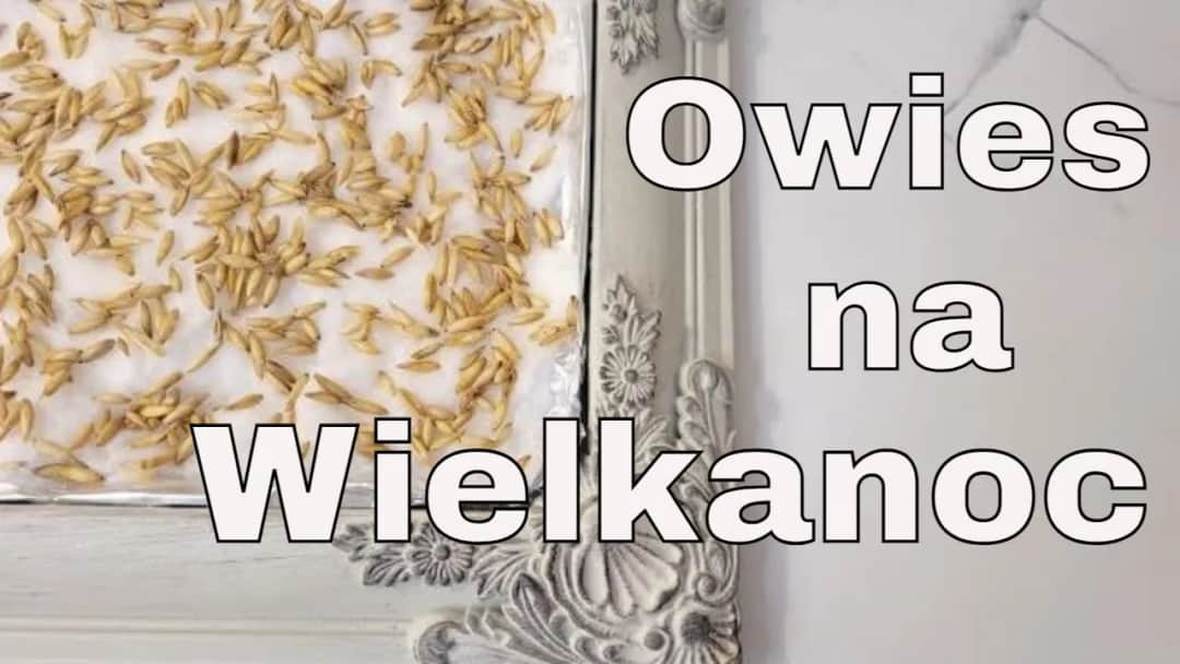 Kiedy siać owies na Wielkanoc, aby cieszyć się świeżymi zbiorami