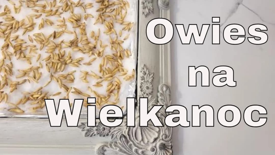 Kiedy siać owies na Wielkanoc, aby cieszyć się świeżymi zbiorami