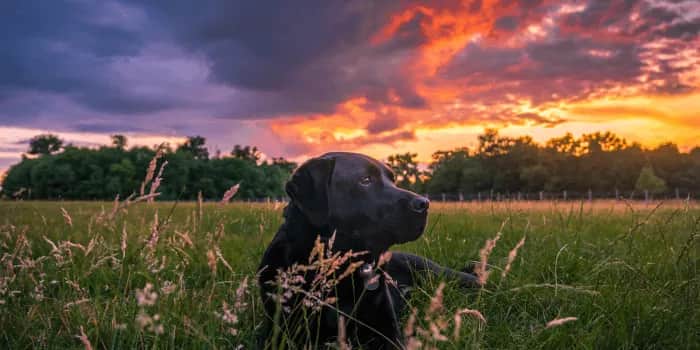 Czy pies ma duszę? Odkryj kontrowersje i różne perspektywy