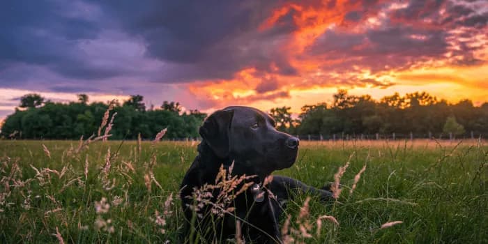 Czy pies ma duszę? Odkryj kontrowersje i różne perspektywy