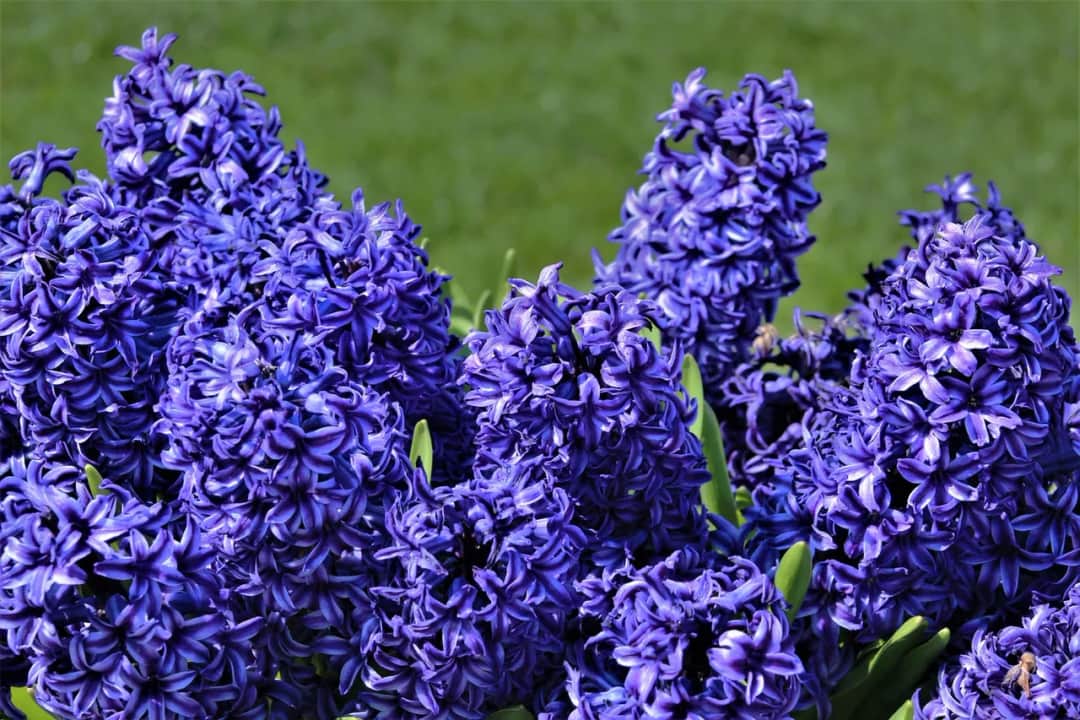 Kiedy sadzić hiacynty, aby pewnie zakwitły na Wielkanoc?