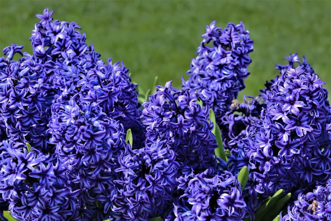 Kiedy sadzić hiacynty, aby pewnie zakwitły na Wielkanoc?