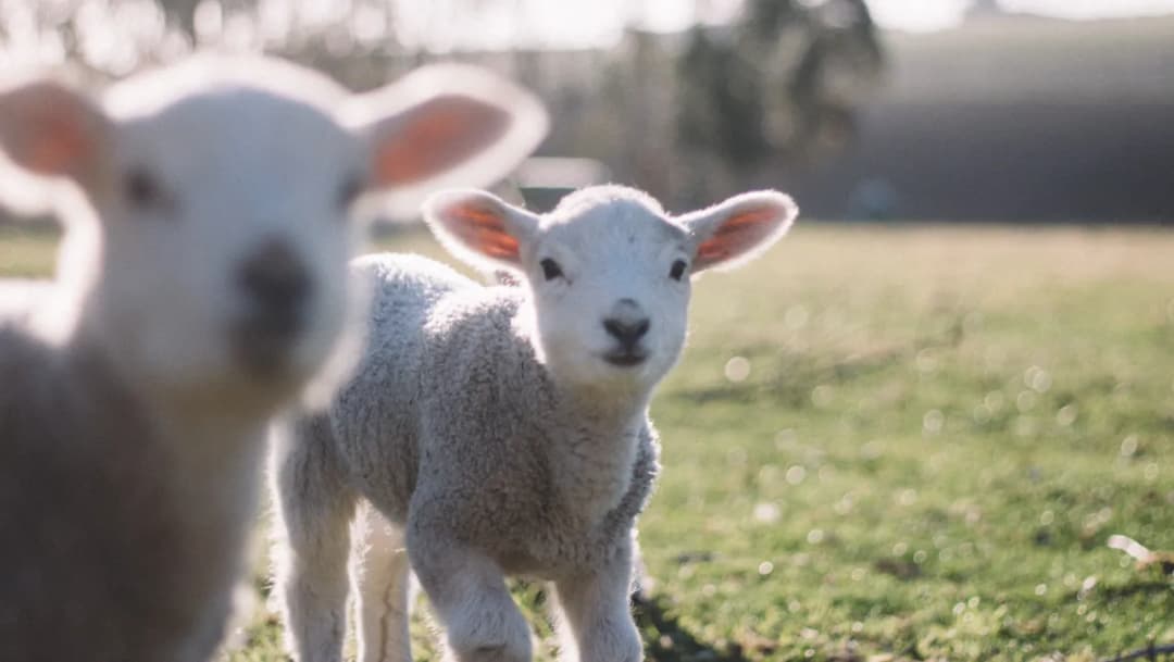 Od czego zależy kiedy jest Wielkanoc? Odkryj tajemnice daty świąt
