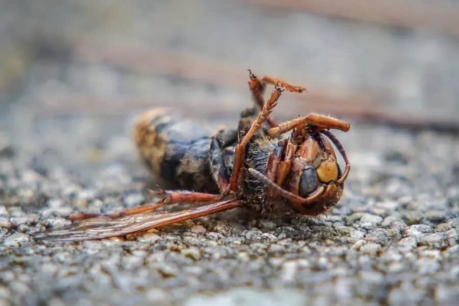 Czy zabicie owada to grzech? Moralność i etyka w praktyce
