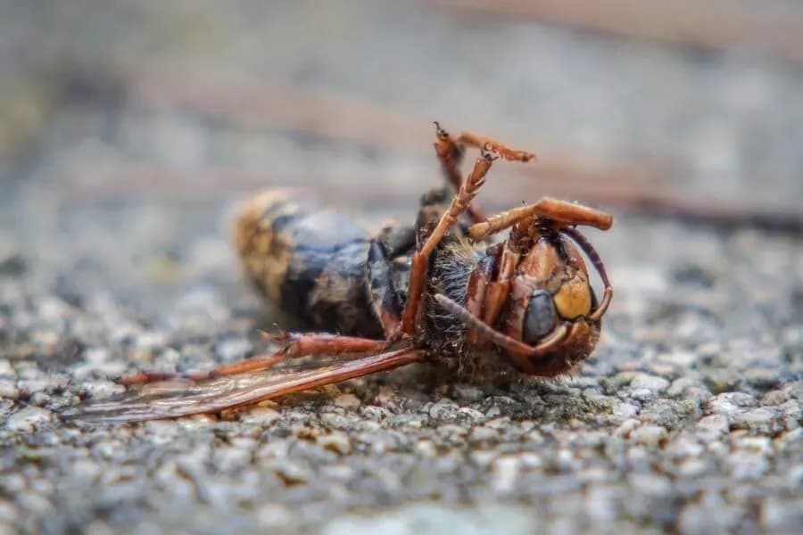 Czy zabicie owada to grzech? Moralność i etyka w praktyce