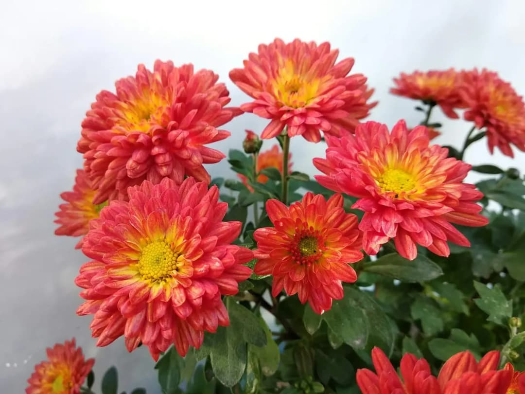 Jak przezimować chryzantemy z cmentarza i uniknąć ich zamarznięcia zimą